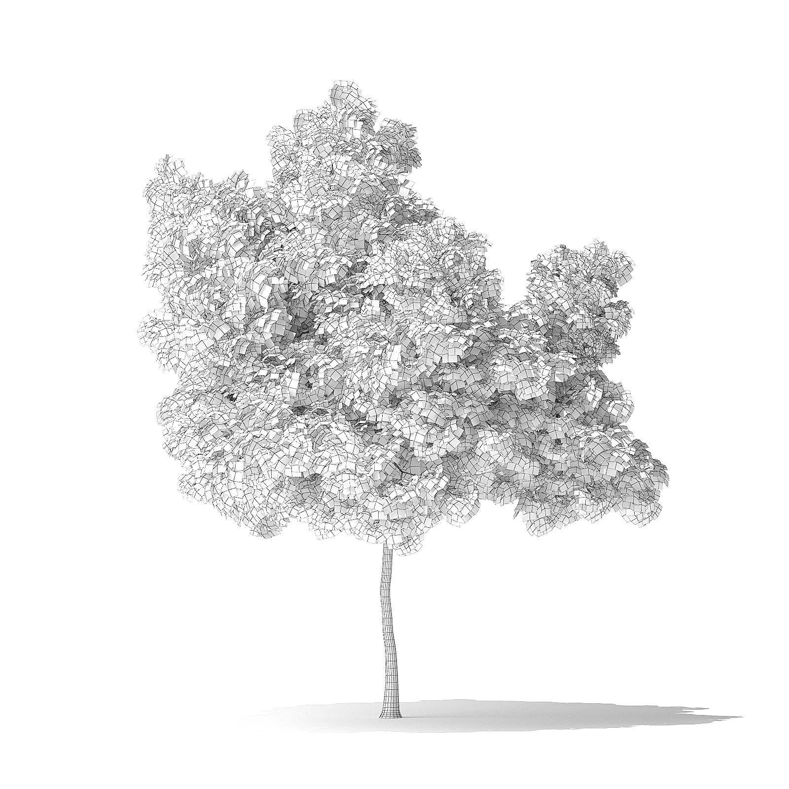 Boxelder Maple Tree 3D Model 6m 3D model_5