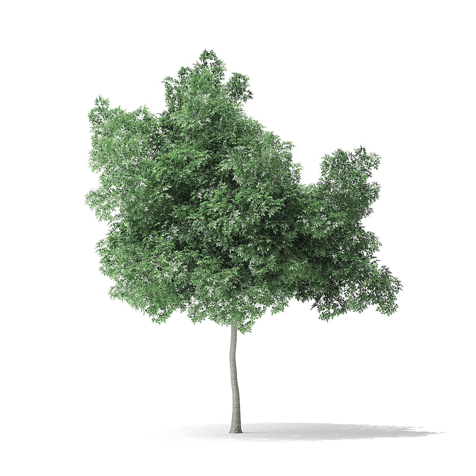 Boxelder Maple Tree 3D Model 6m 3D model_4