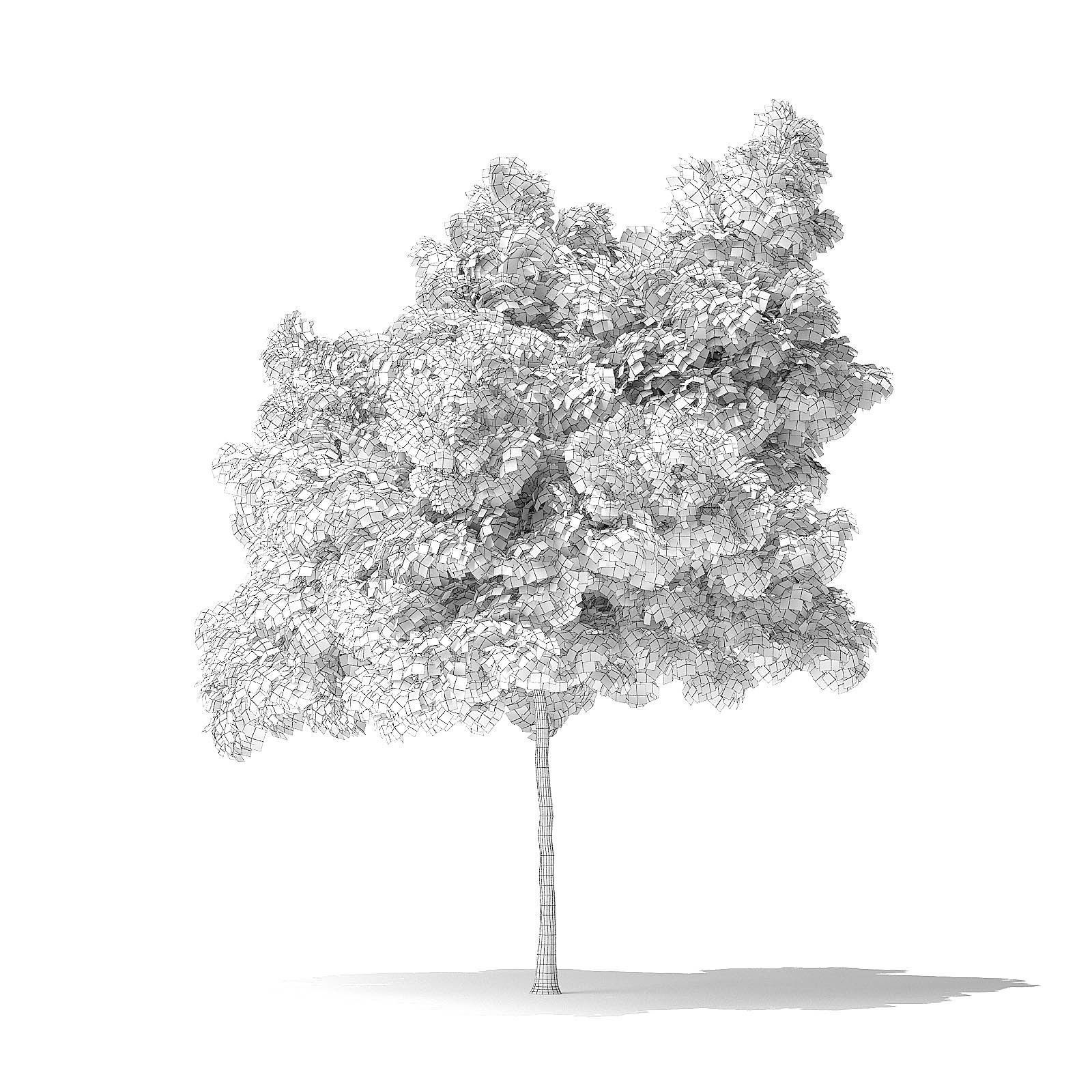 Boxelder Maple Tree 3D Model 6m 3D model_7