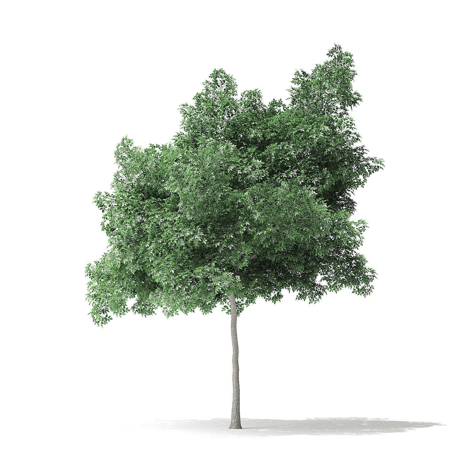 Boxelder Maple Tree 3D Model 6m 3D model_6