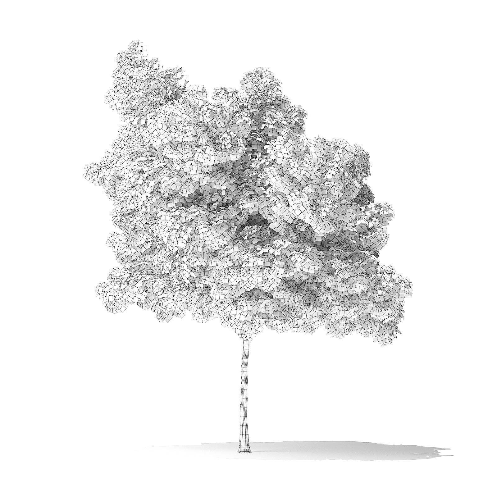 Boxelder Maple Tree 3D Model 6m 3D model_3