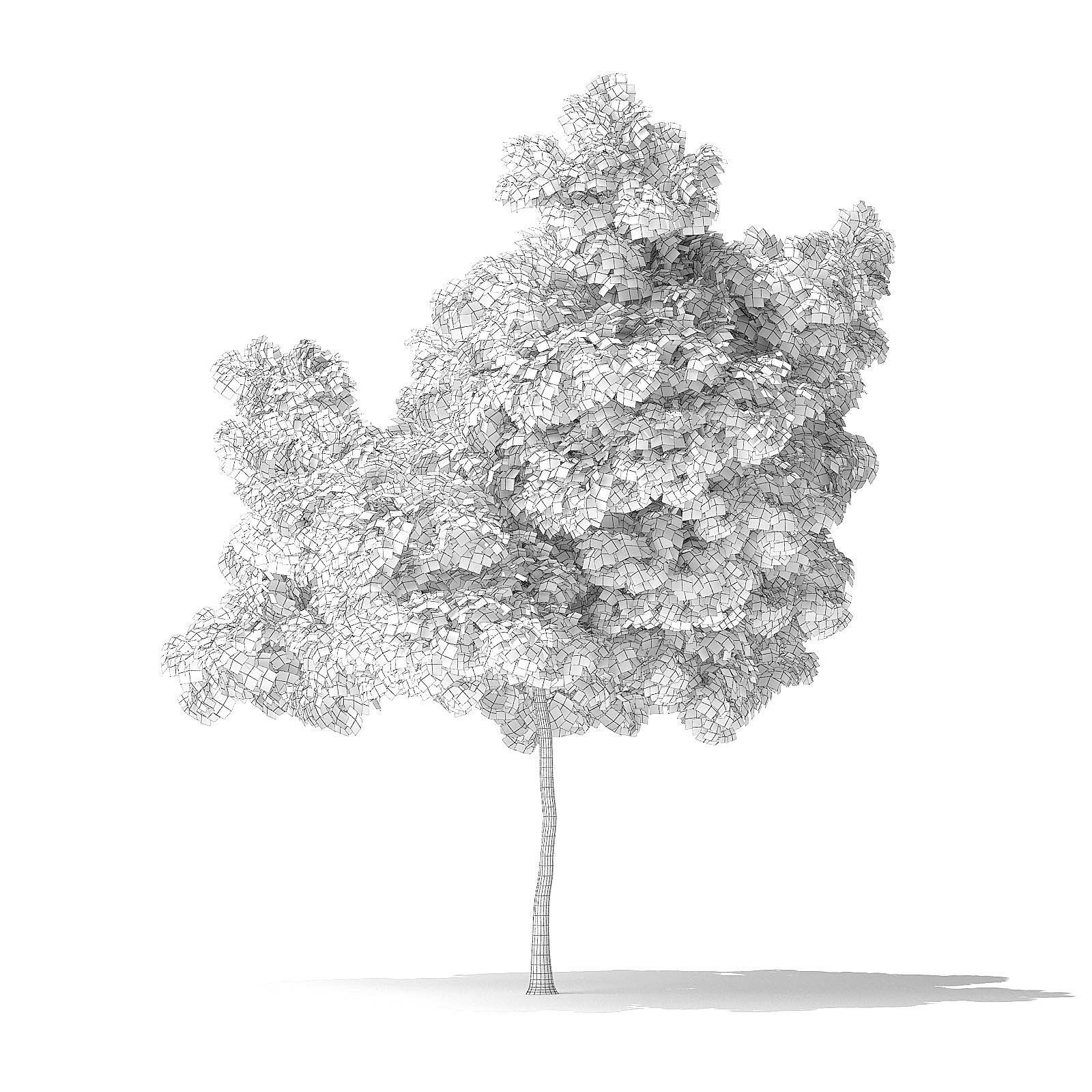 Boxelder Maple Tree 3D Model 6m 3D model_1