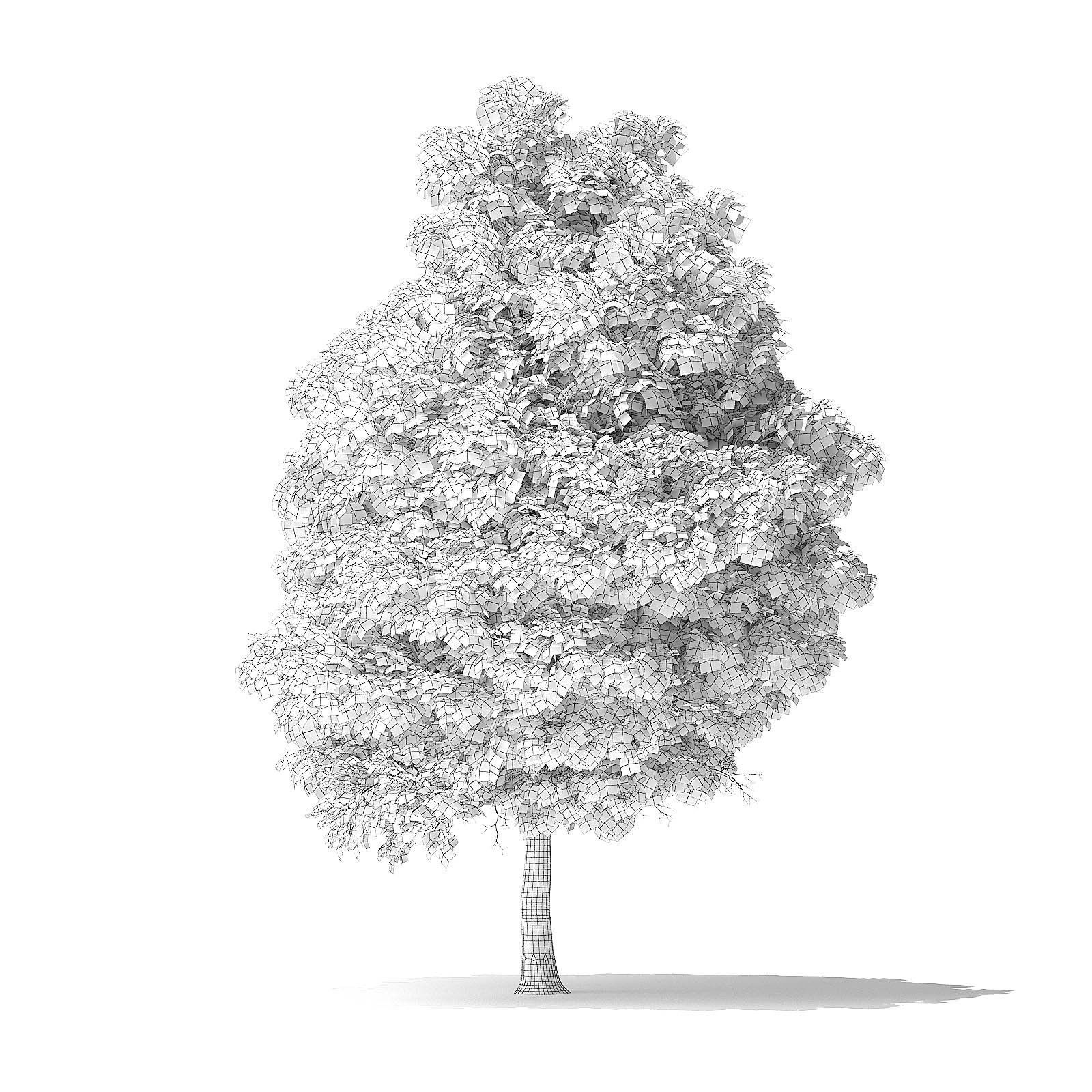 Boxelder Maple Tree 3D Model 11m 3D model_5