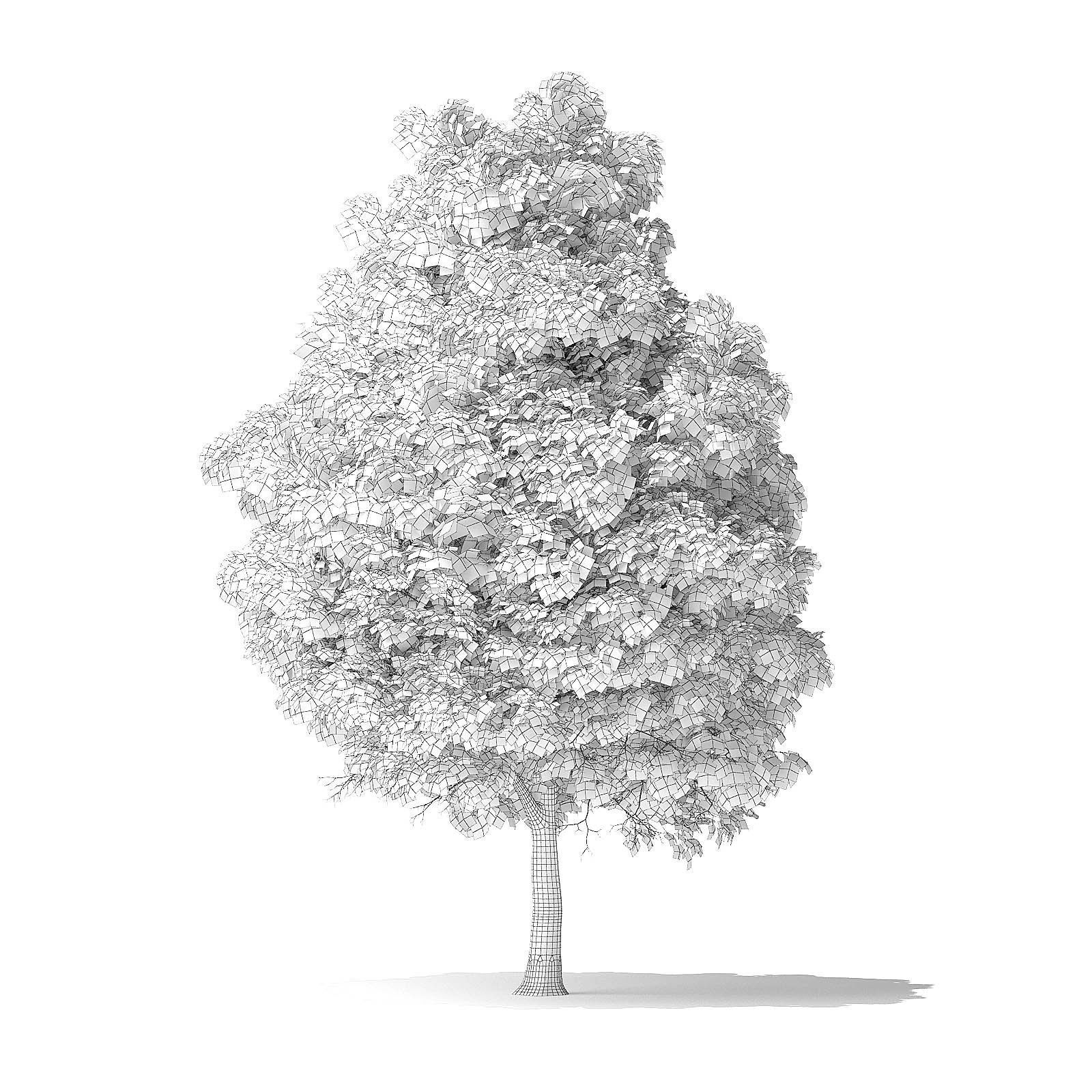 Boxelder Maple Tree 3D Model 11m 3D model_1