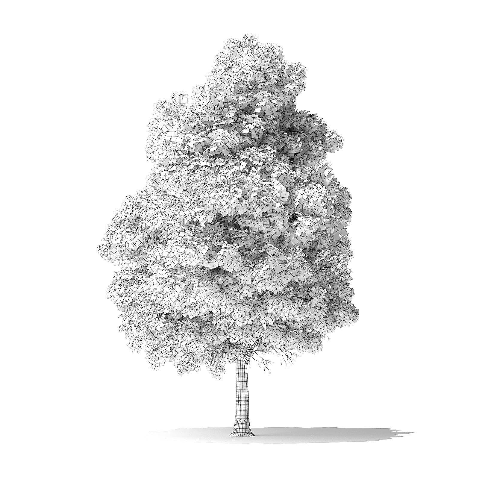 Boxelder Maple Tree 3D Model 11m 3D model_7