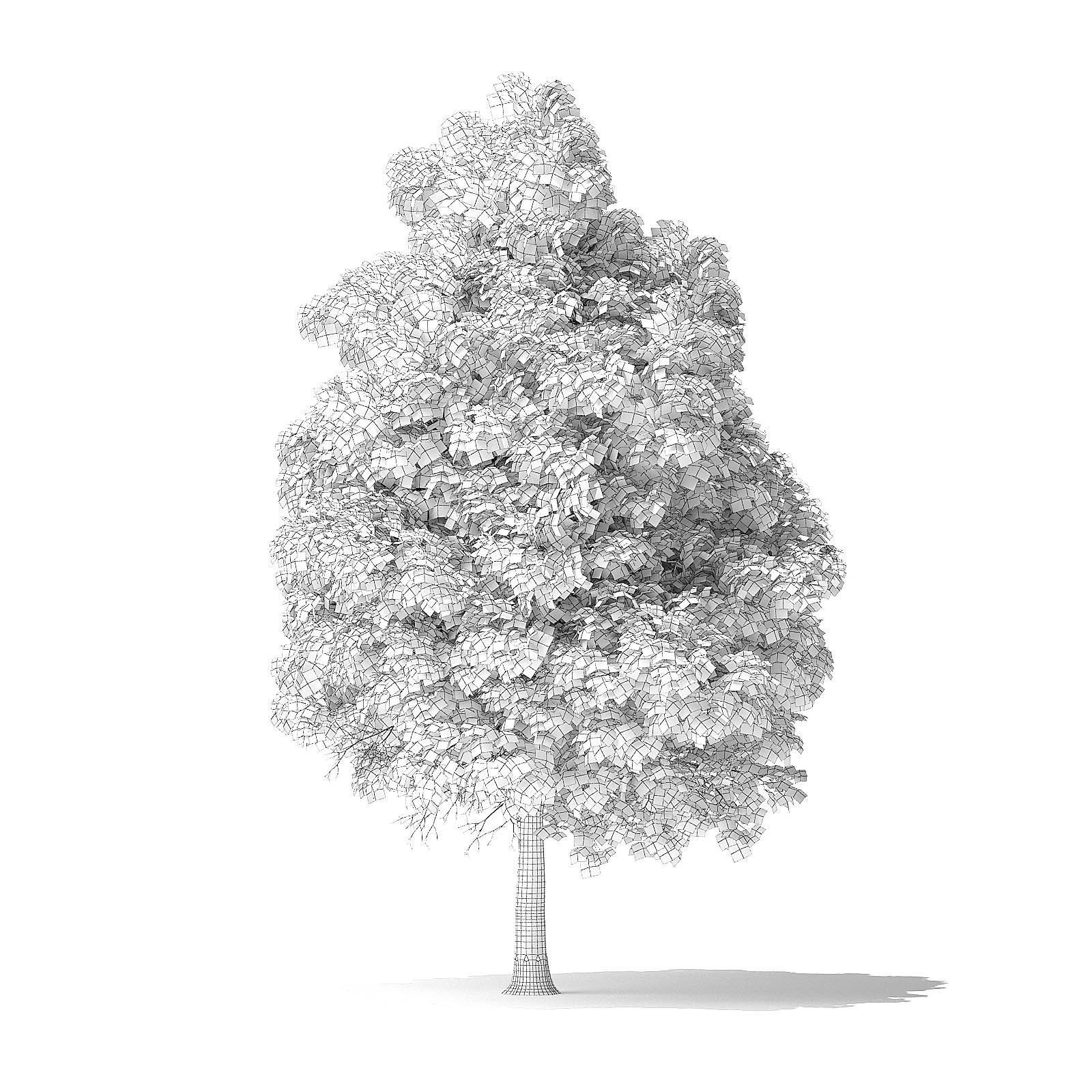 Boxelder Maple Tree 3D Model 11m 3D model_3