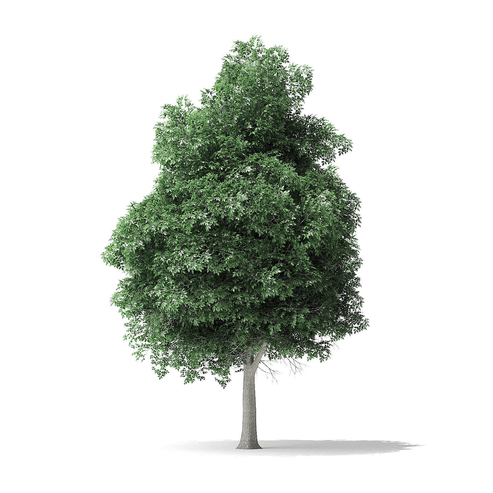 Boxelder Maple Tree 3D Model 11m 3D model_6