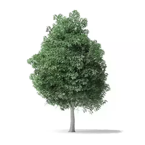 Boxelder Maple Tree 3D Model 11m