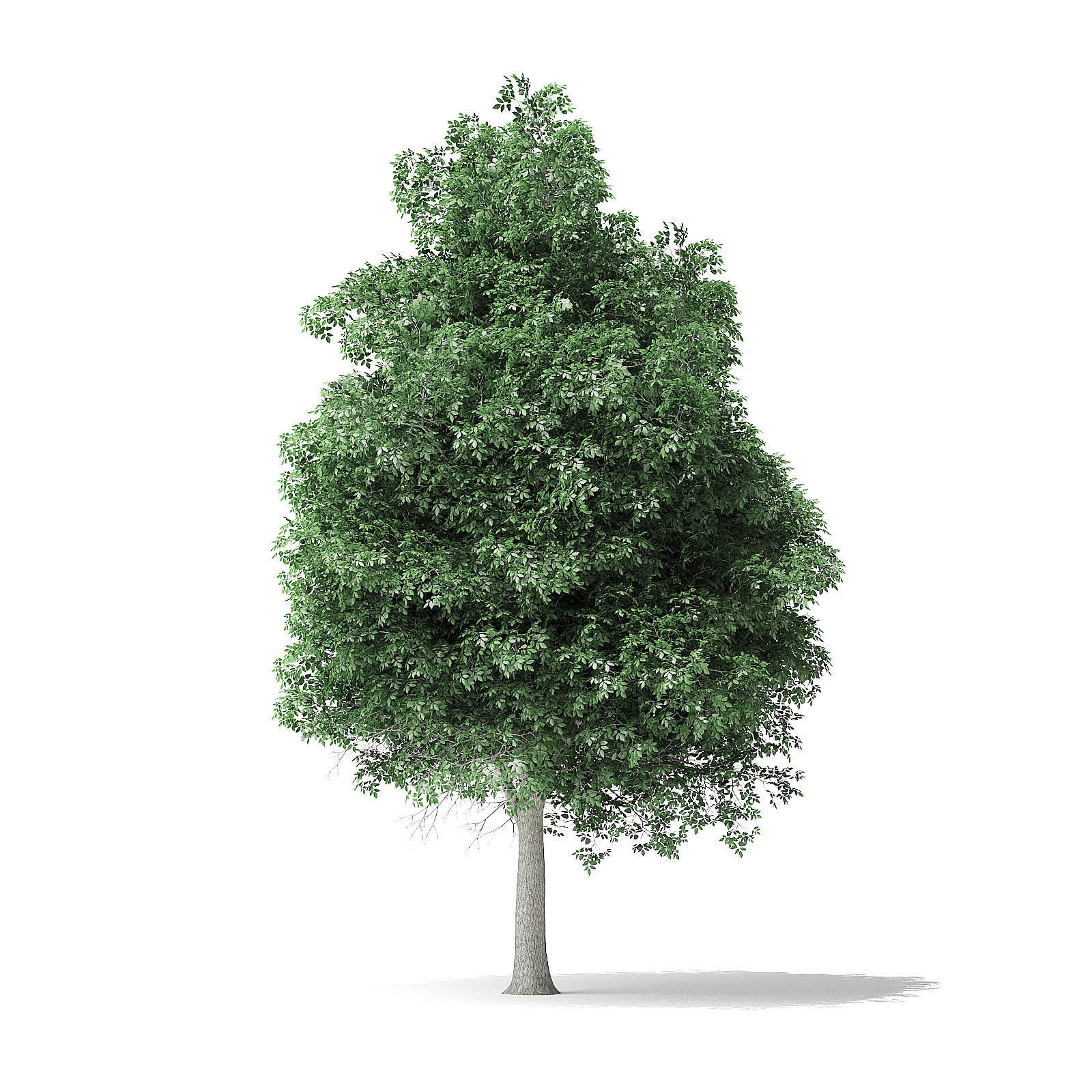 Boxelder Maple Tree 3D Model 11m 3D model_2