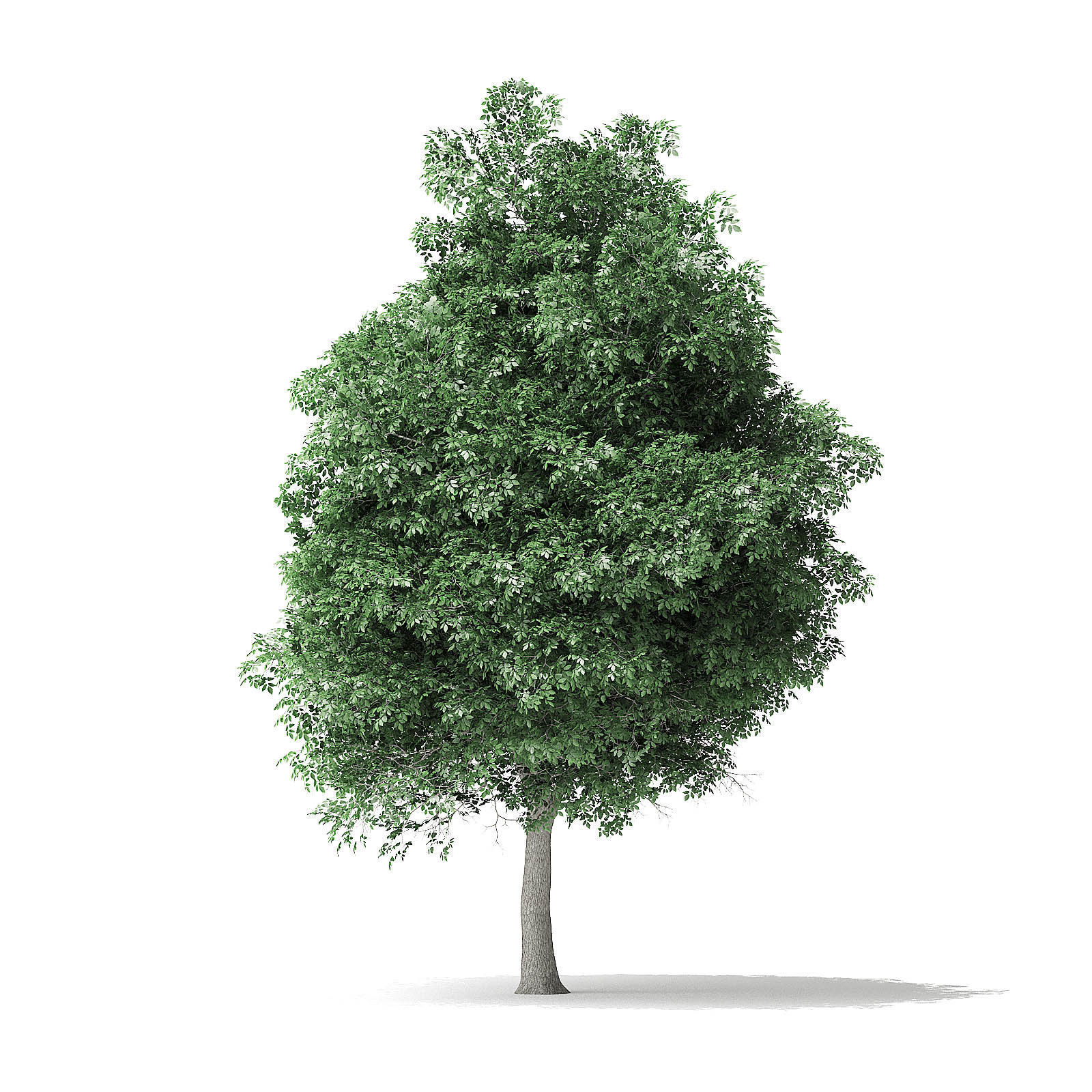 Boxelder Maple Tree 3D Model 11m 3D model_4