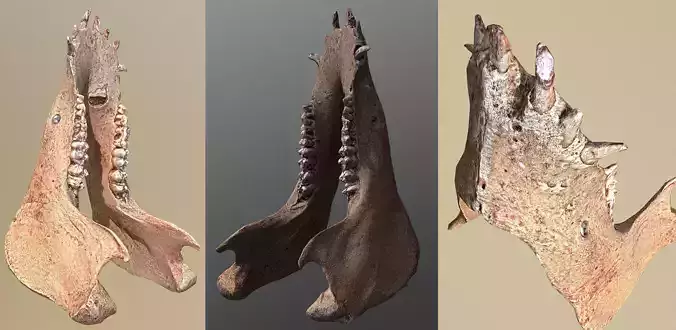 photorealistic 3D scanned wild boar lower jaw  Low-poly 3D model