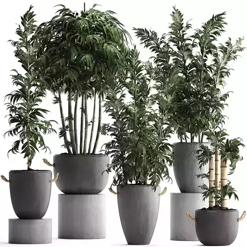 Collection of Exotic bamboo Plants 390