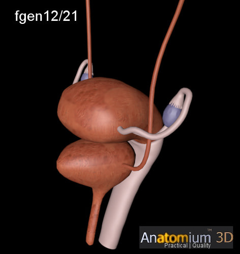 Female genital