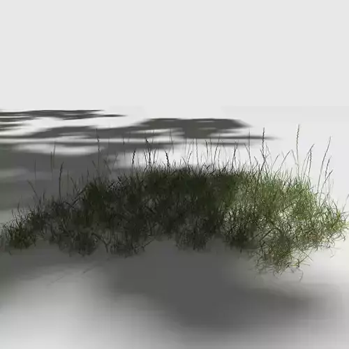 Perennial Ryegrass Pack