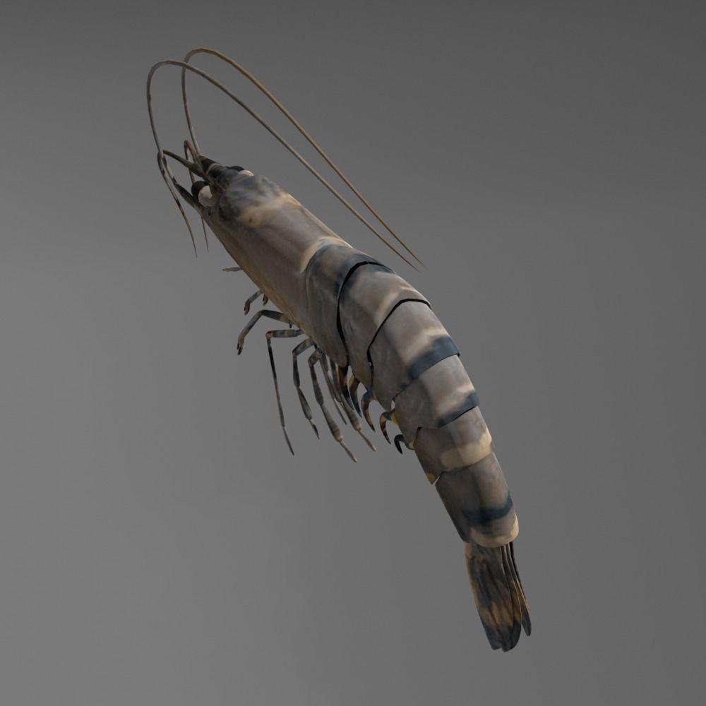 Shrimp 3D model_1