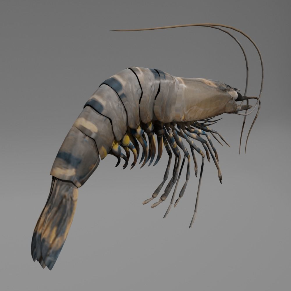 Shrimp 3D model_2