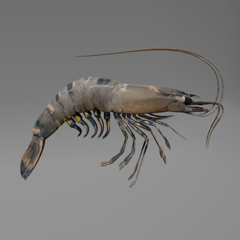 Shrimp 3D model_3