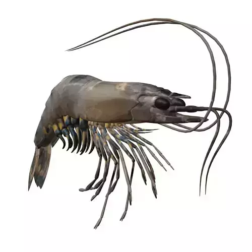 Shrimp 3D model