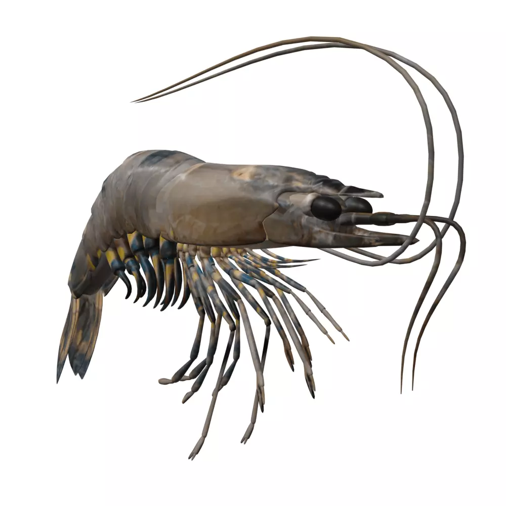 Shrimp 3D model_0