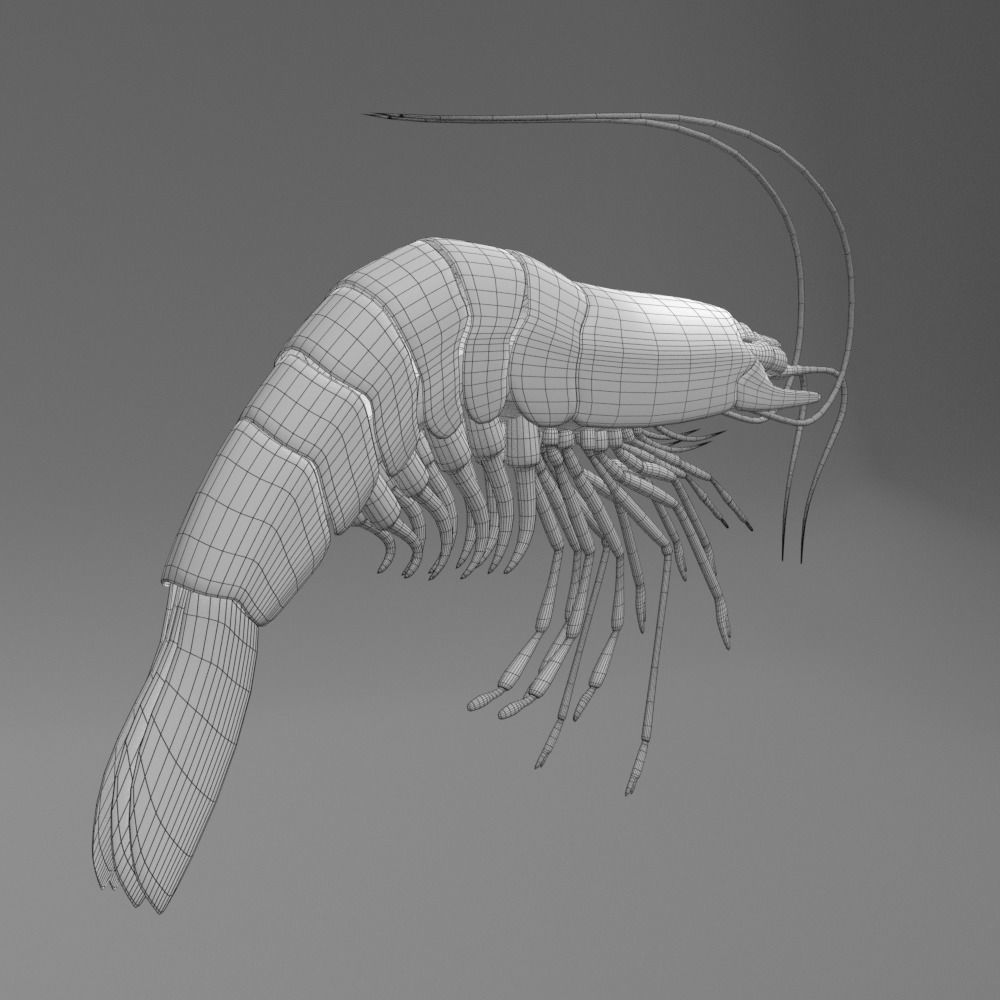 Shrimp 3D model_5