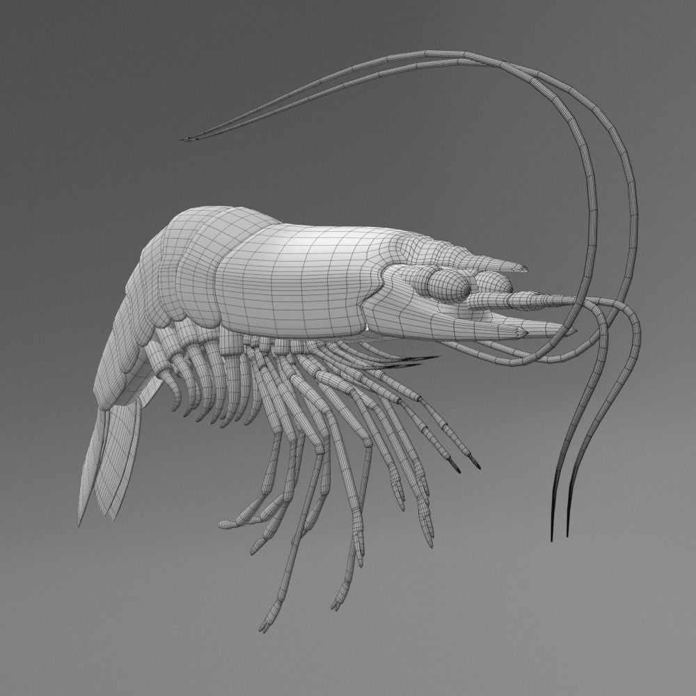 Shrimp 3D model_4