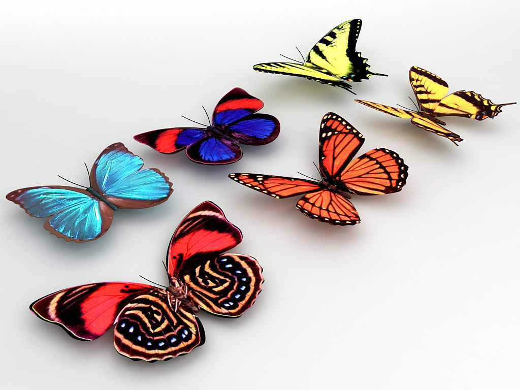 6 Butterflies group of colorful 3D model_1