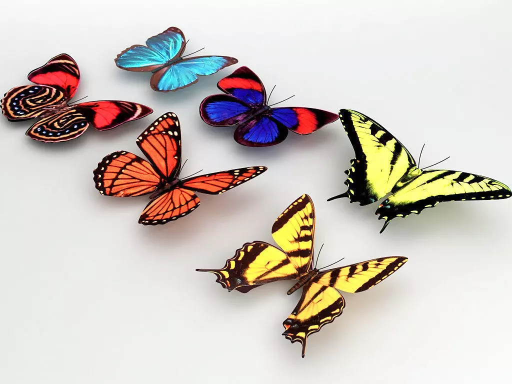 6 Butterflies group of colorful 3D model_0