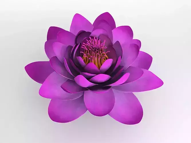 Water Lily Flower