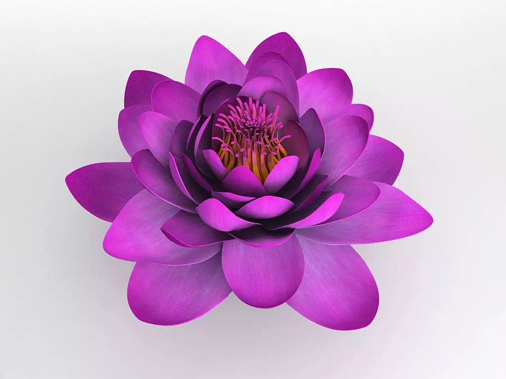 Water Lily Flower 3D model_0