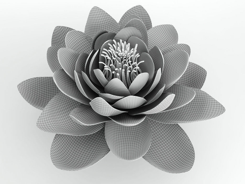 Water Lily Flower 3D model_2