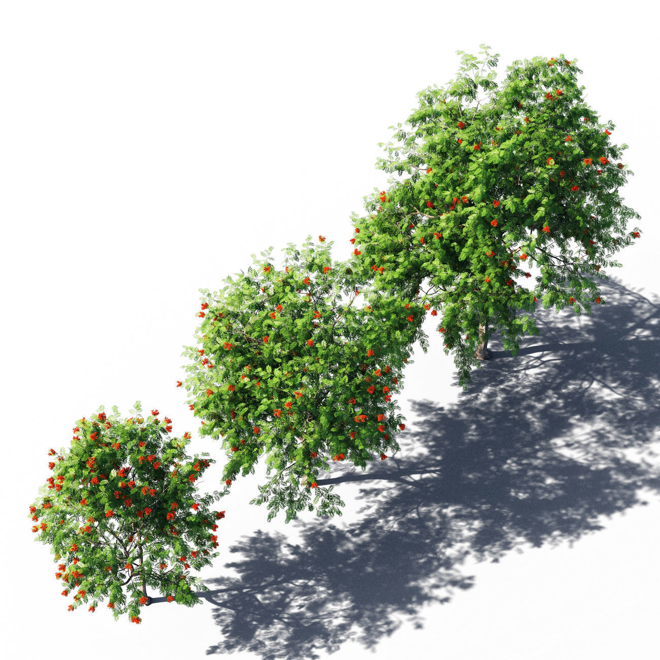 Rowanberries man 3D model_1