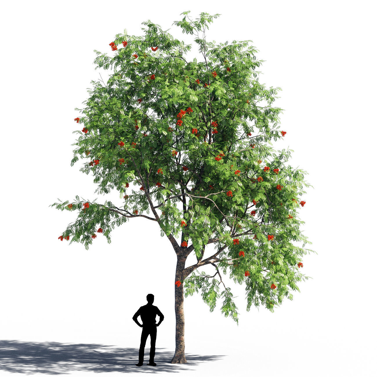 Rowanberries man 3D model_3