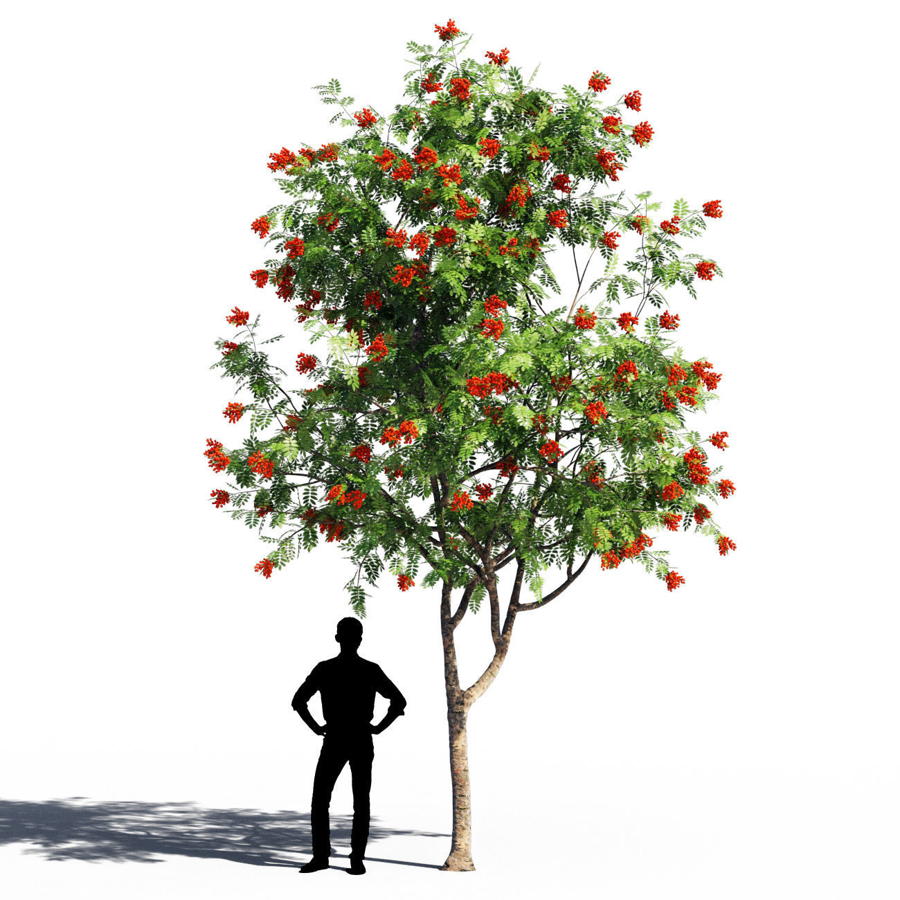Rowanberries man 3D model_9