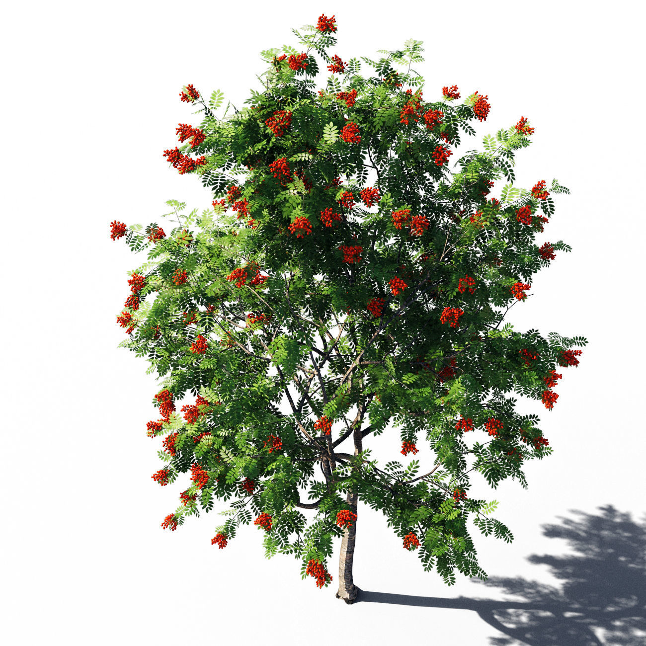 Rowanberries man 3D model_11