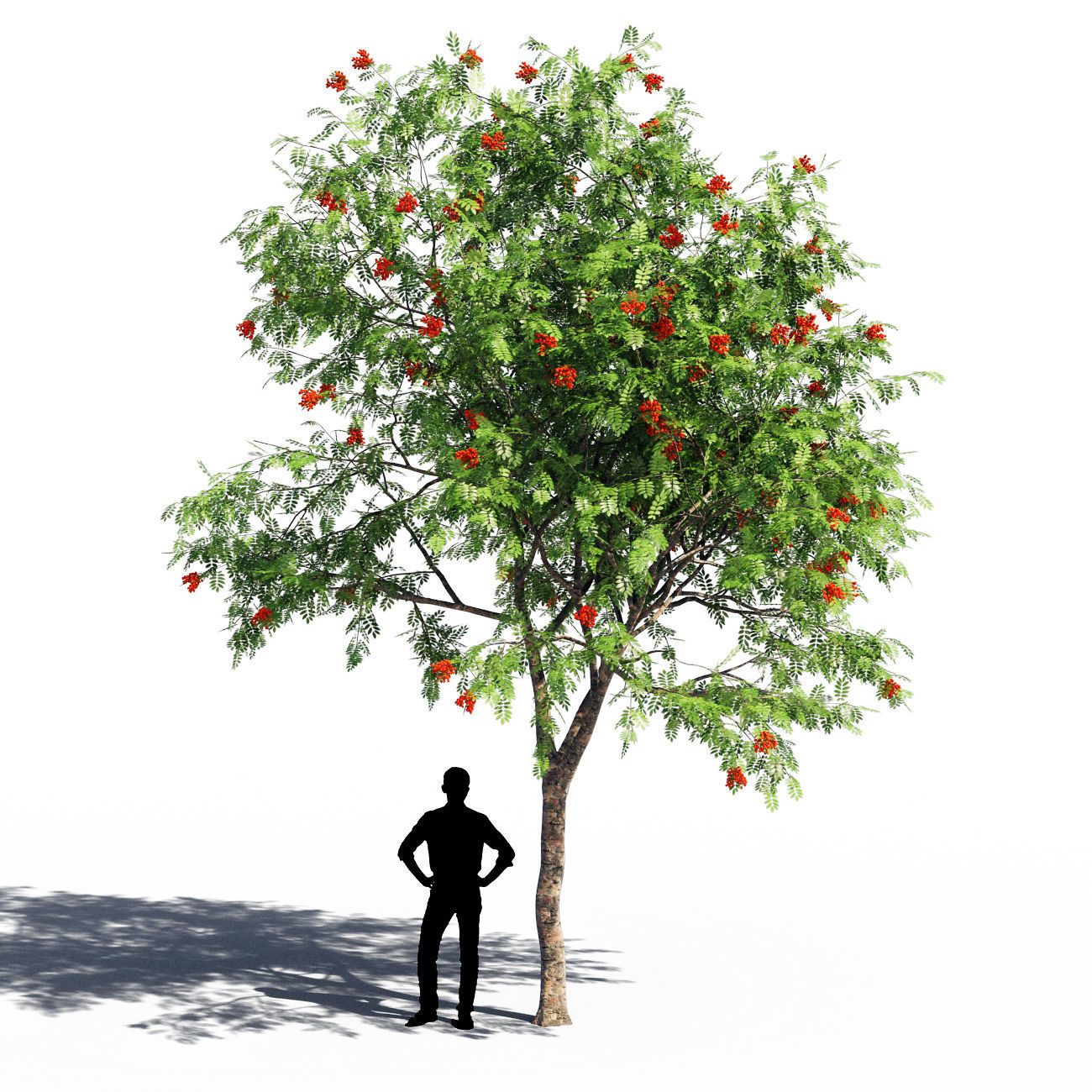 Rowanberries man 3D model_6