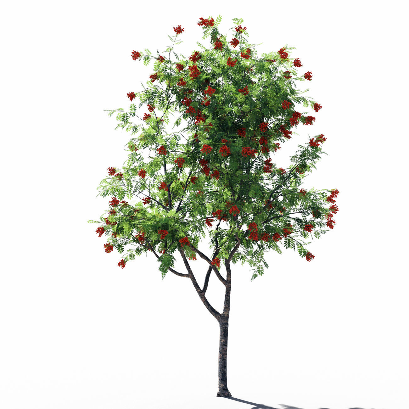 Rowanberries man 3D model_10