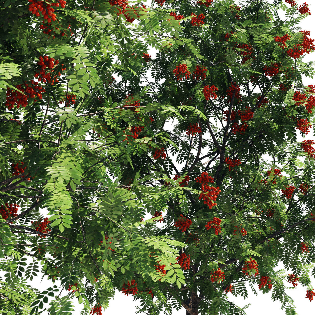 Rowanberries man 3D model_2