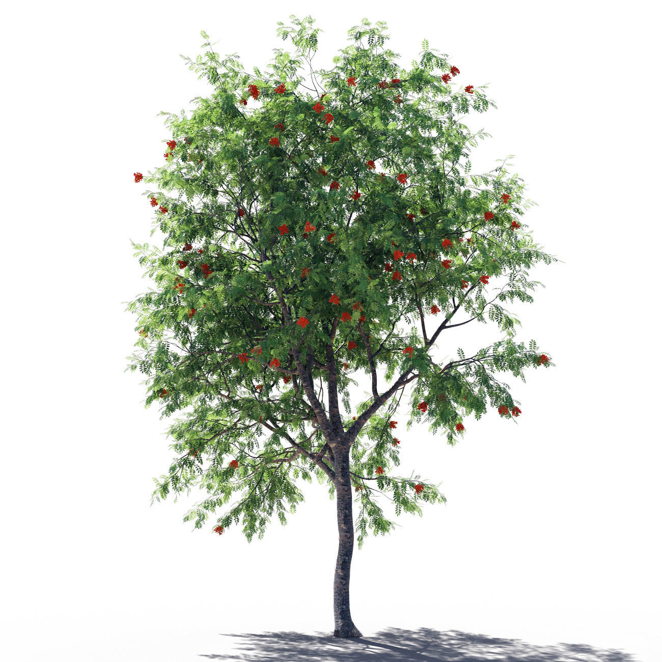 Rowanberries man 3D model_4