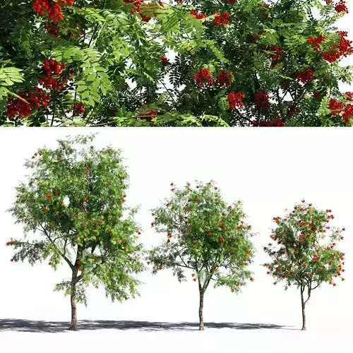 Rowanberries man 3D model
