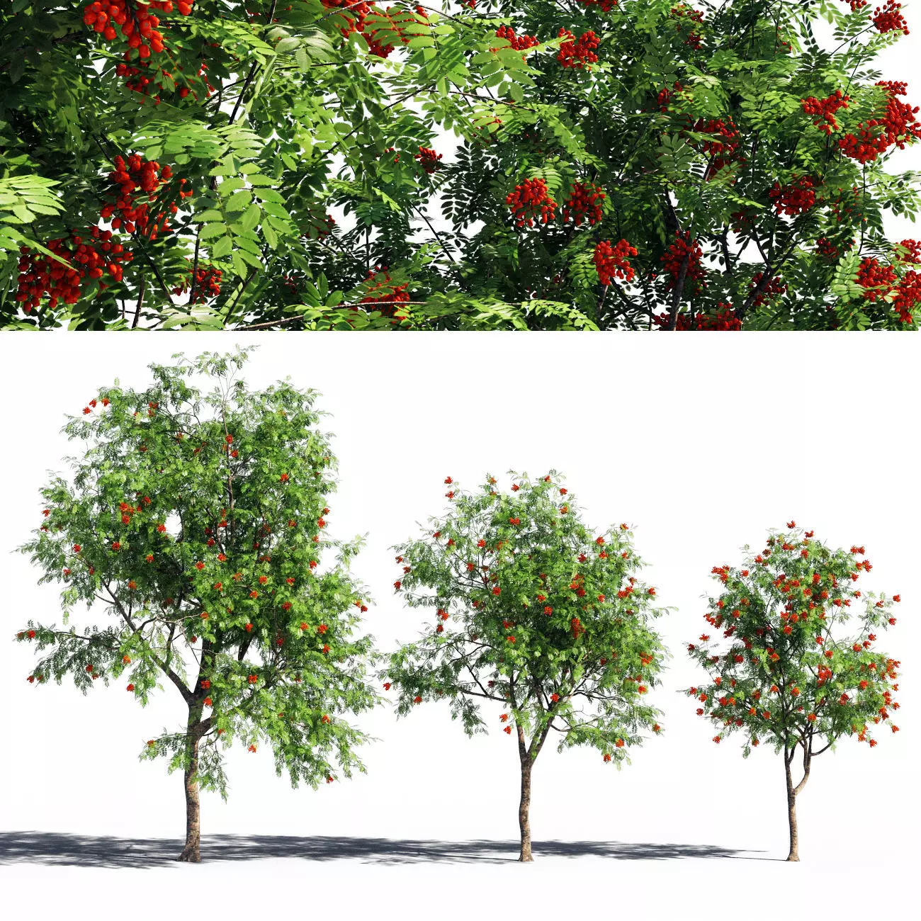 Rowanberries man 3D model_0