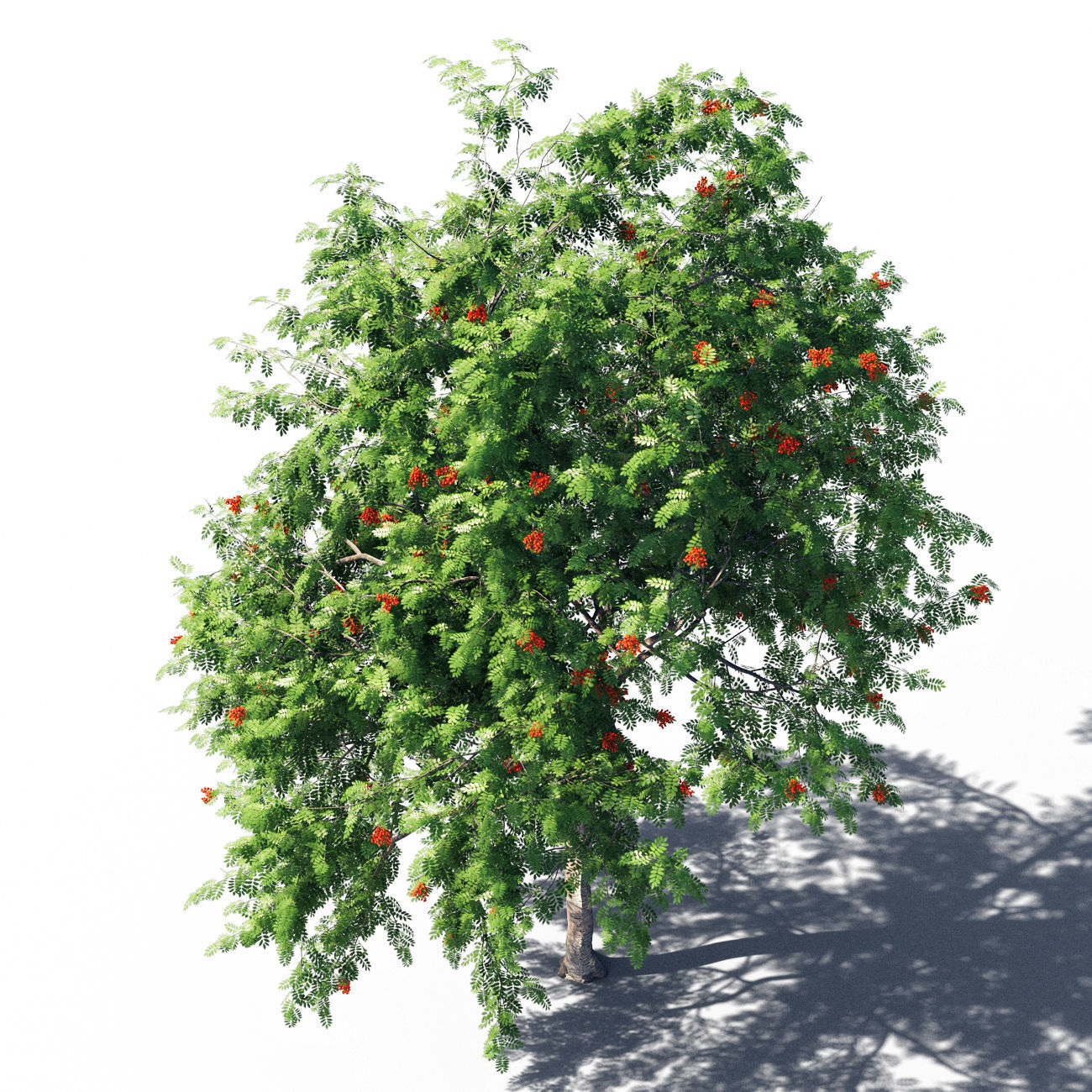 Rowanberries man 3D model_5