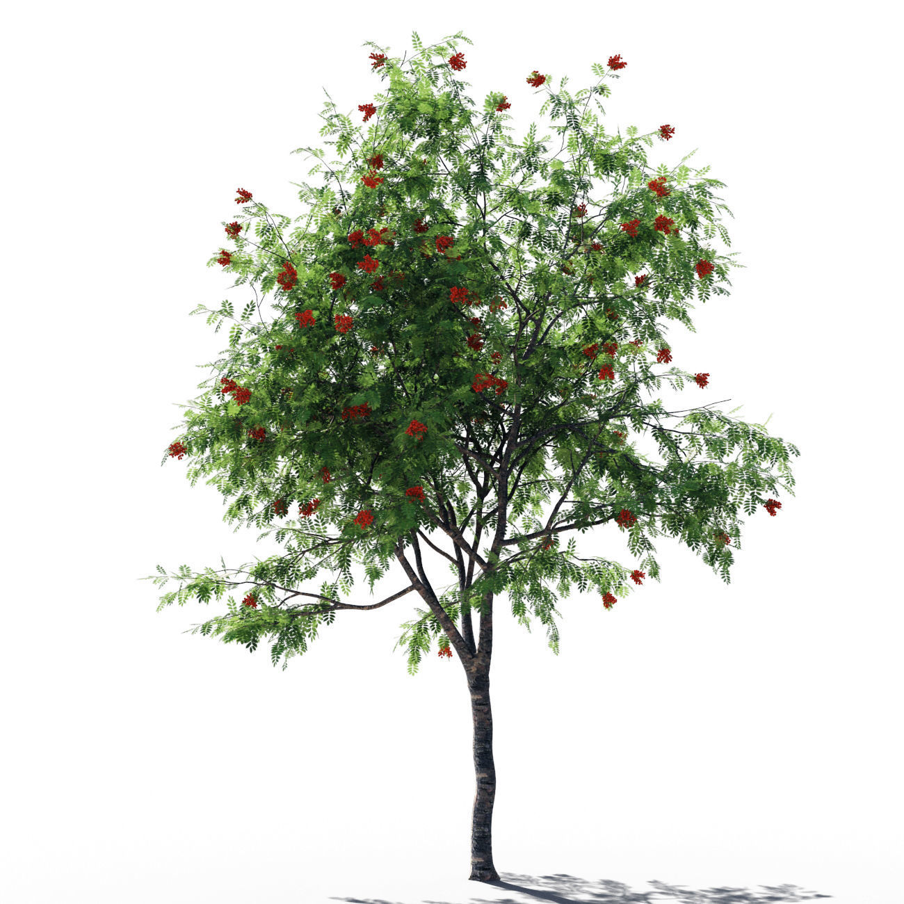 Rowanberries man 3D model_7