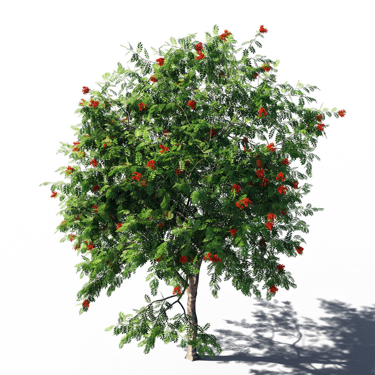 Rowanberries man 3D model_8