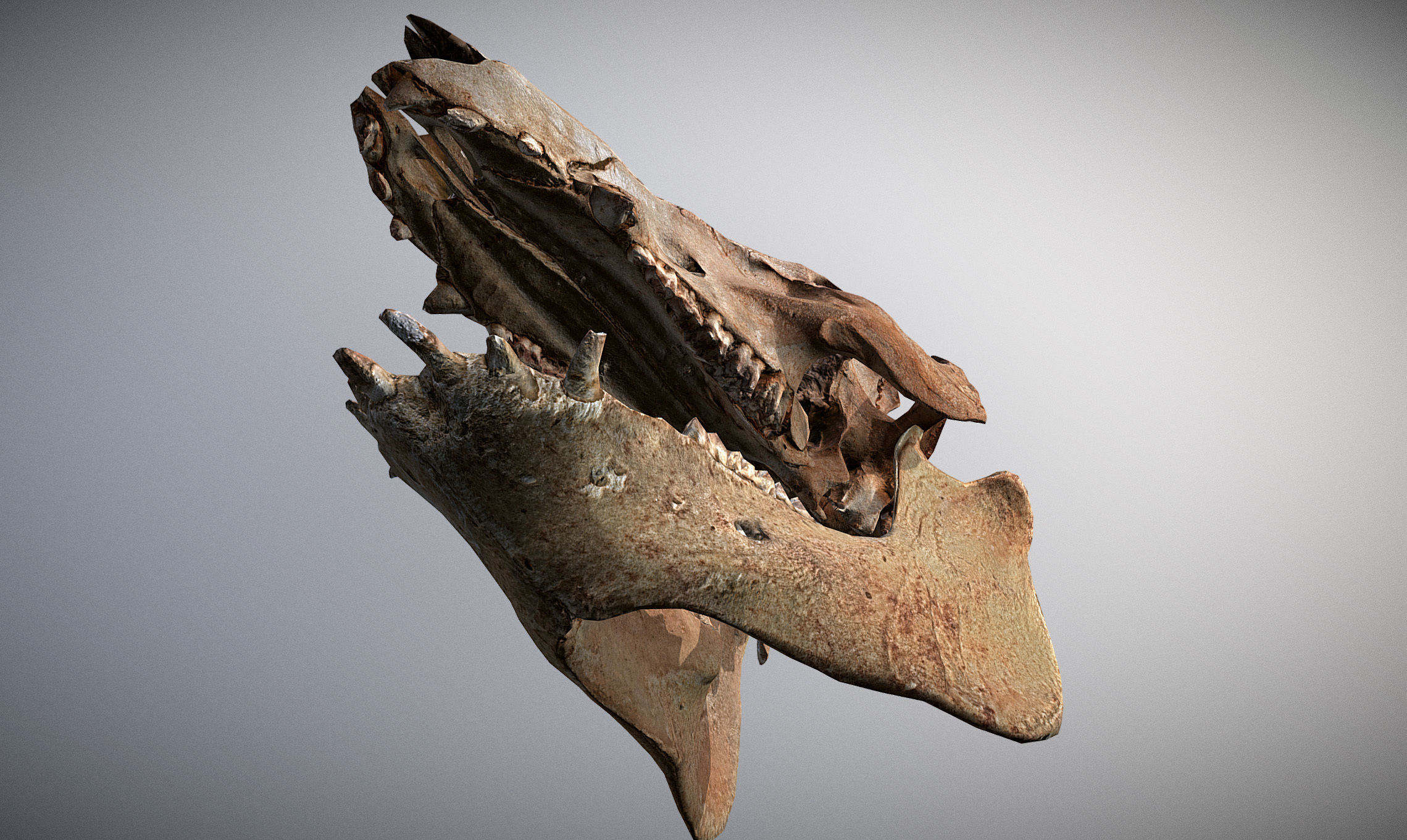 Photorealistic Wild Boar skull and a lower jaw Low-poly 3D model_7