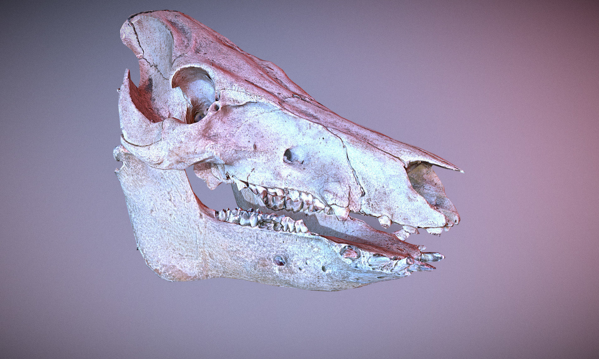 Photorealistic Wild Boar skull and a lower jaw Low-poly 3D model_39