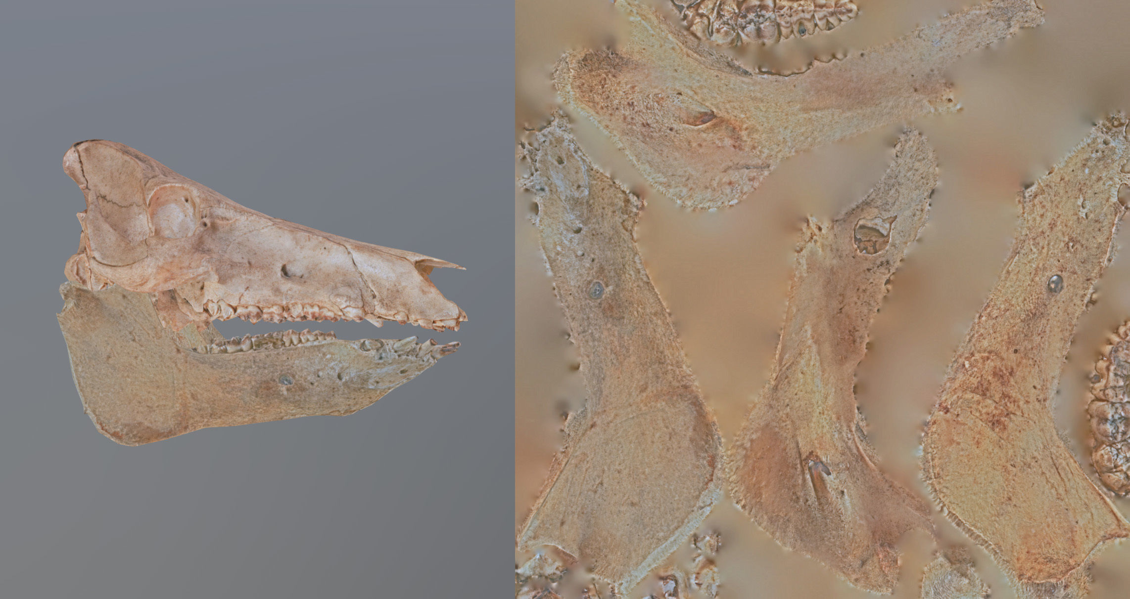 Photorealistic Wild Boar skull and a lower jaw Low-poly 3D model_104