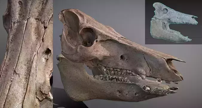 Photorealistic Wild Boar skull and a lower jaw Low-poly 3D model