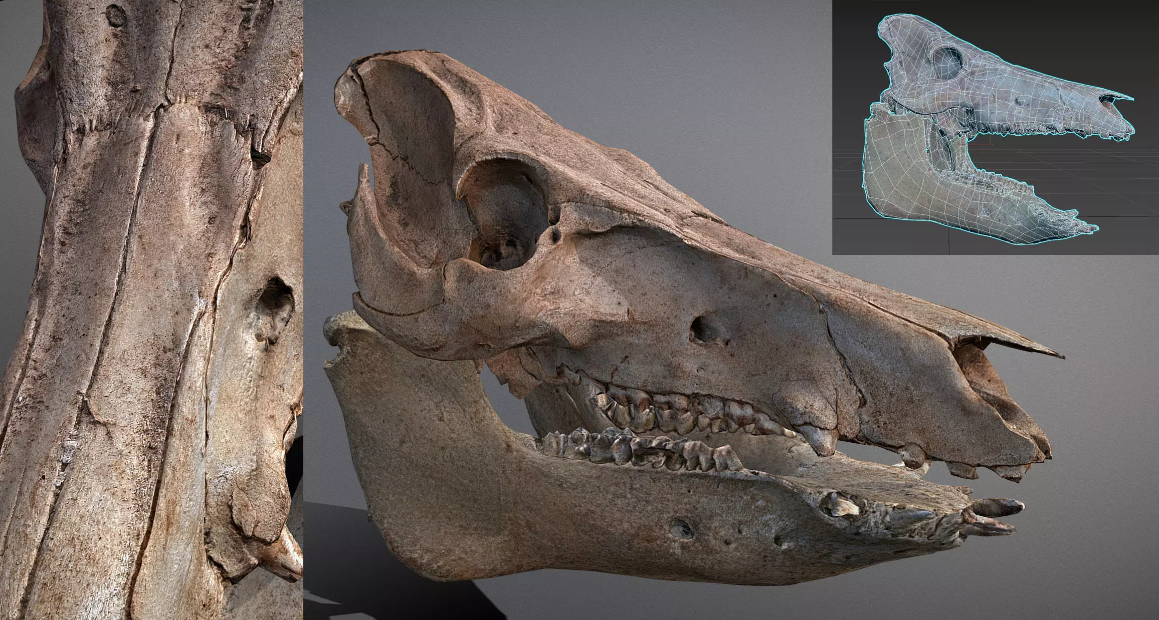 Photorealistic Wild Boar skull and a lower jaw Low-poly 3D model_0
