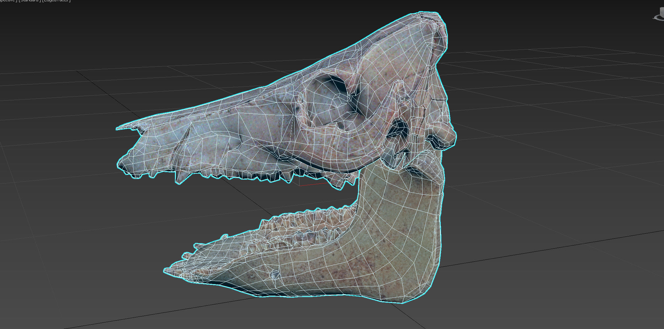 Photorealistic Wild Boar skull and a lower jaw Low-poly 3D model_90