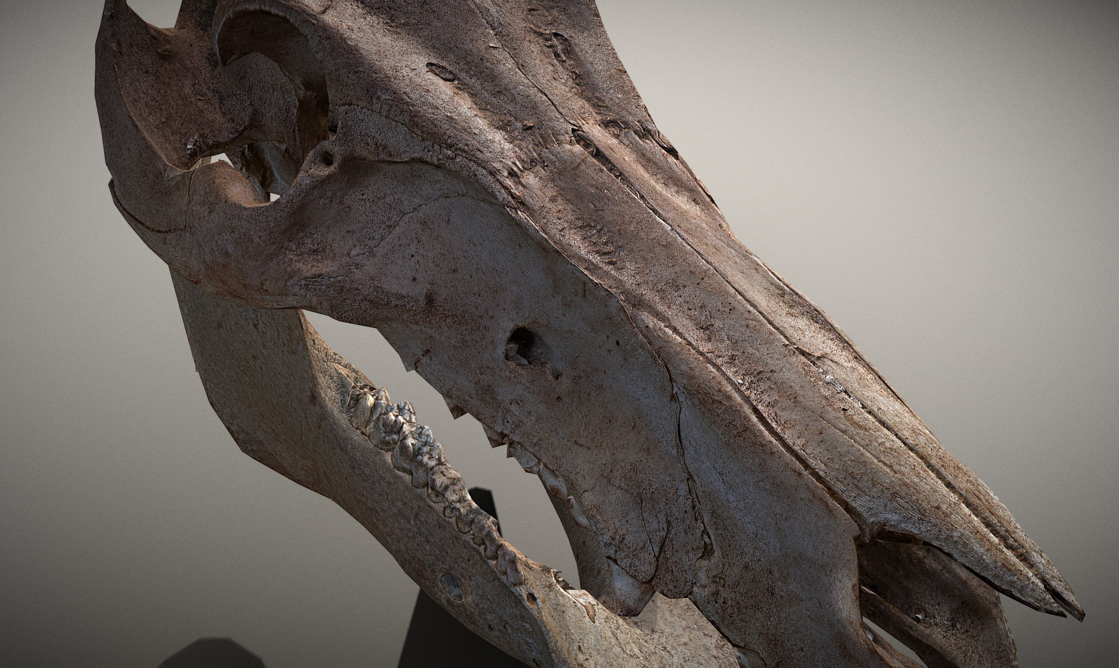 Photorealistic Wild Boar skull and a lower jaw Low-poly 3D model_16